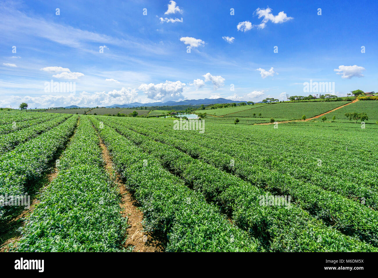 Bao Loc tea hill, green landscape background, green leaf. Bao Loc, Lam Dong, Vietnam Stock Photo