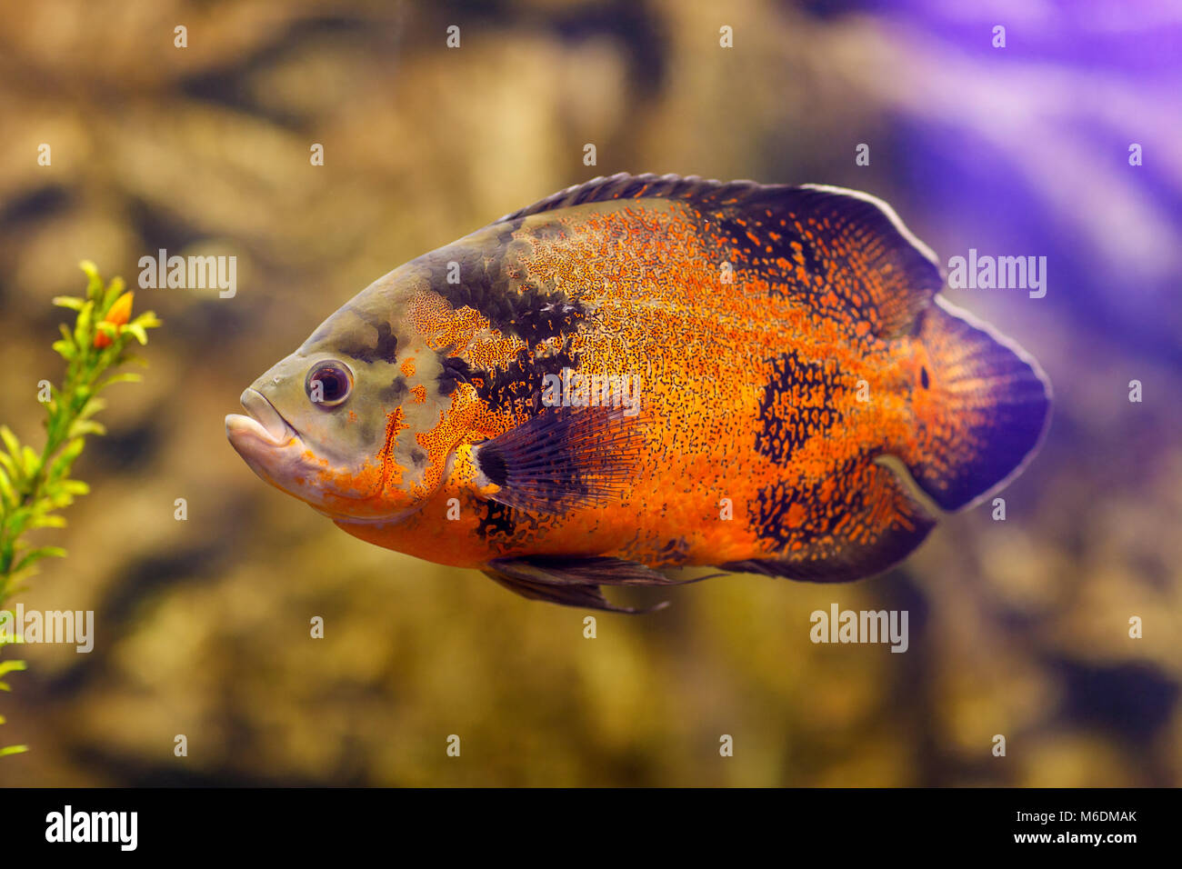 Fish in fresh Aquarium. Oscar fish Astronotus ocellatus swimming underwater. High resolution photo. Stock Photo