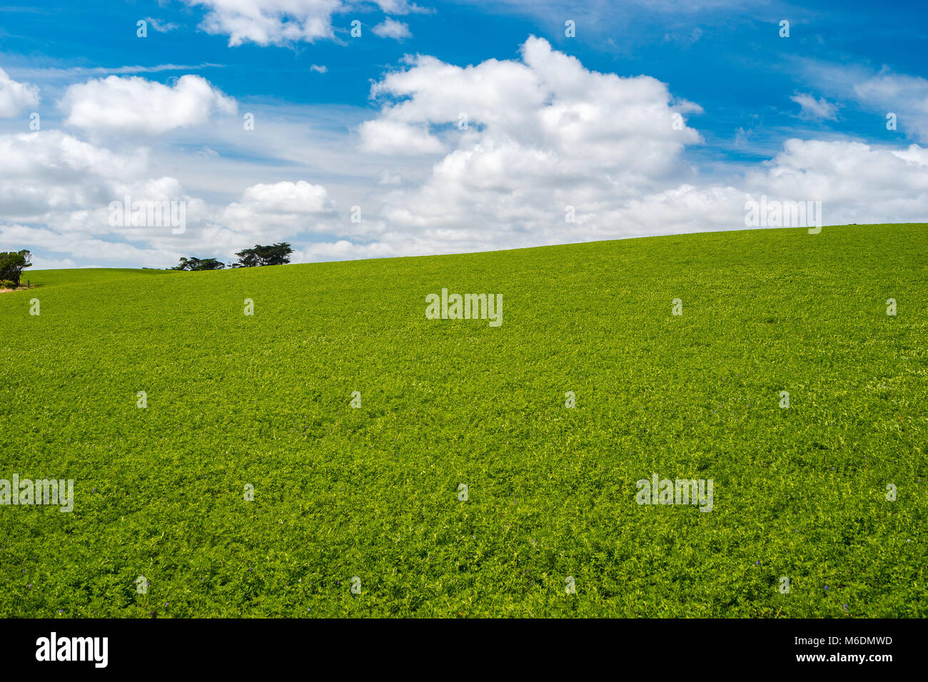 Landscape with green fields and blue sky background Stock Photo - Alamy
