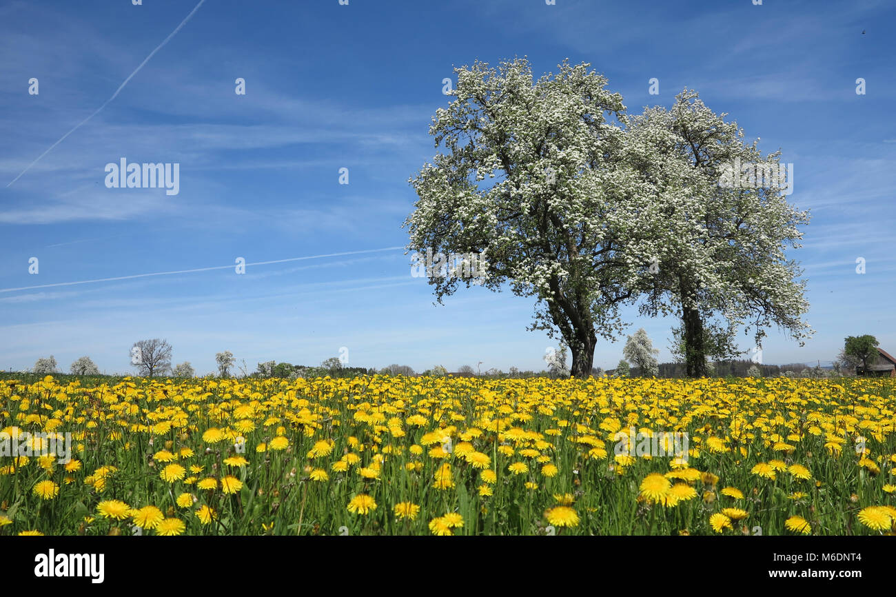 Blooming tree 30 Stock Photo - Alamy
