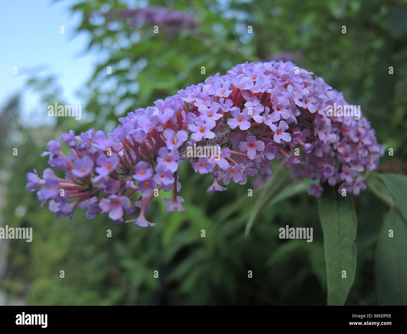 Buddleja davidii 2 Stock Photo - Alamy