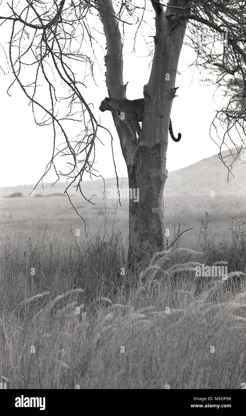 1970s, historical, Africa, a cheetah resting in a tree in open ...