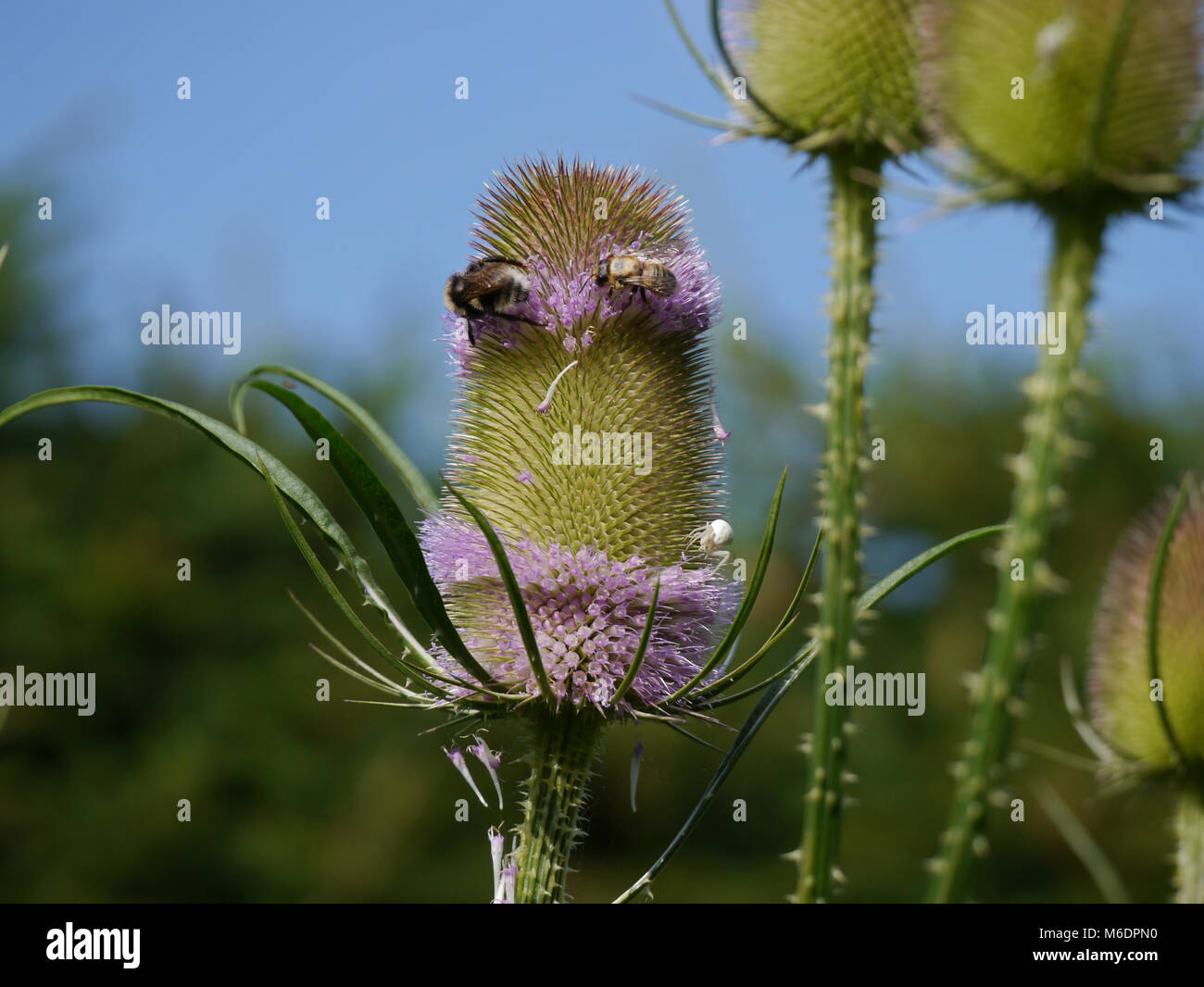 blooms from wild teasel / Dipsacus fullonum with insects and white spider Stock Photo