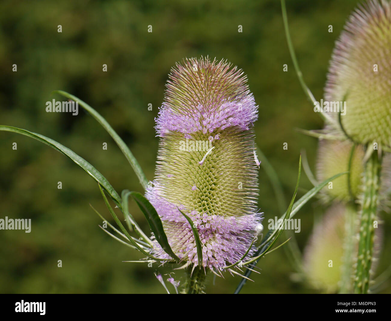 blooms from wild teasel / Dipsacus fullonum Stock Photo