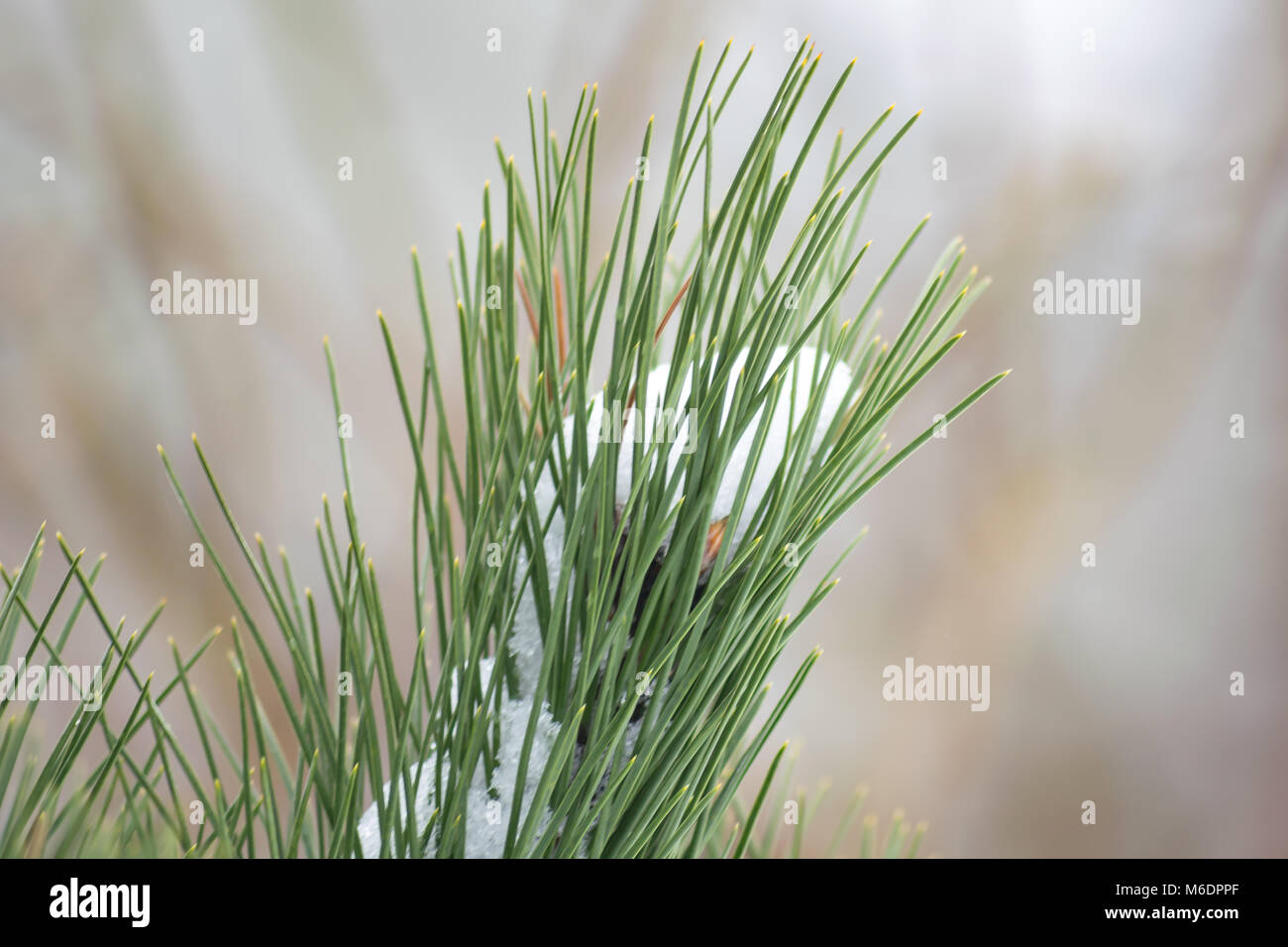 snow on a pine tree Stock Photo