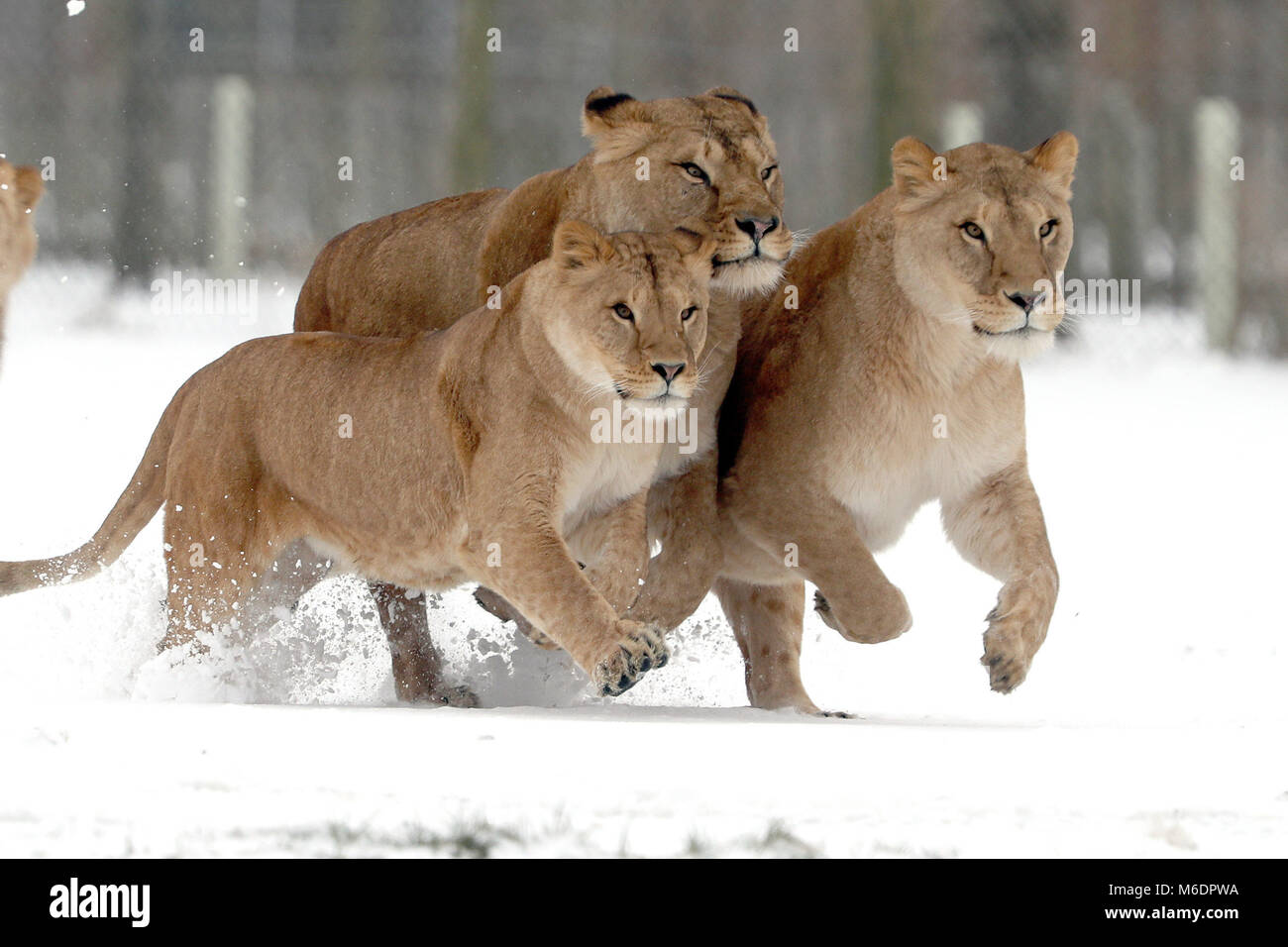 Lions in the snow at Blair Drummond Safari Park as the cold weather