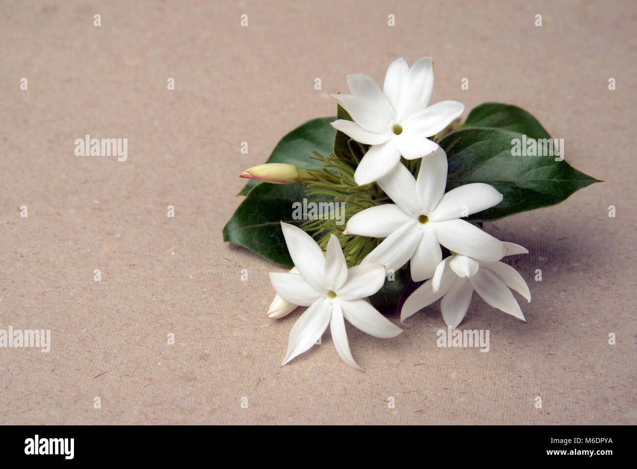Bunch of white jasmine commonly known as star jasmine. Stock Photo