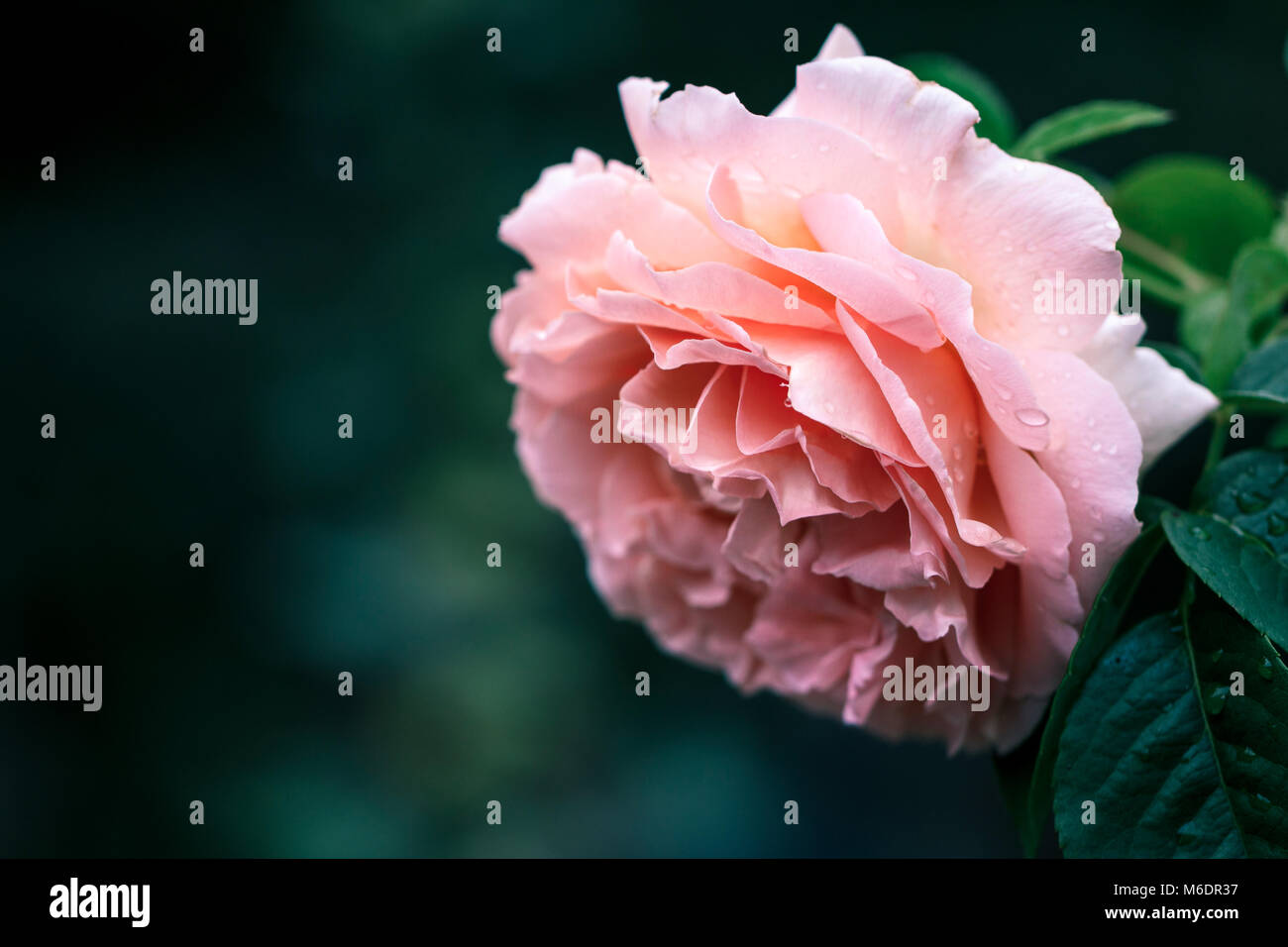 Pink rose in green background Stock Photo - Alamy