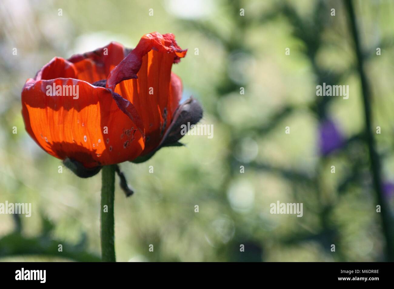 poppy #1 Stock Photo