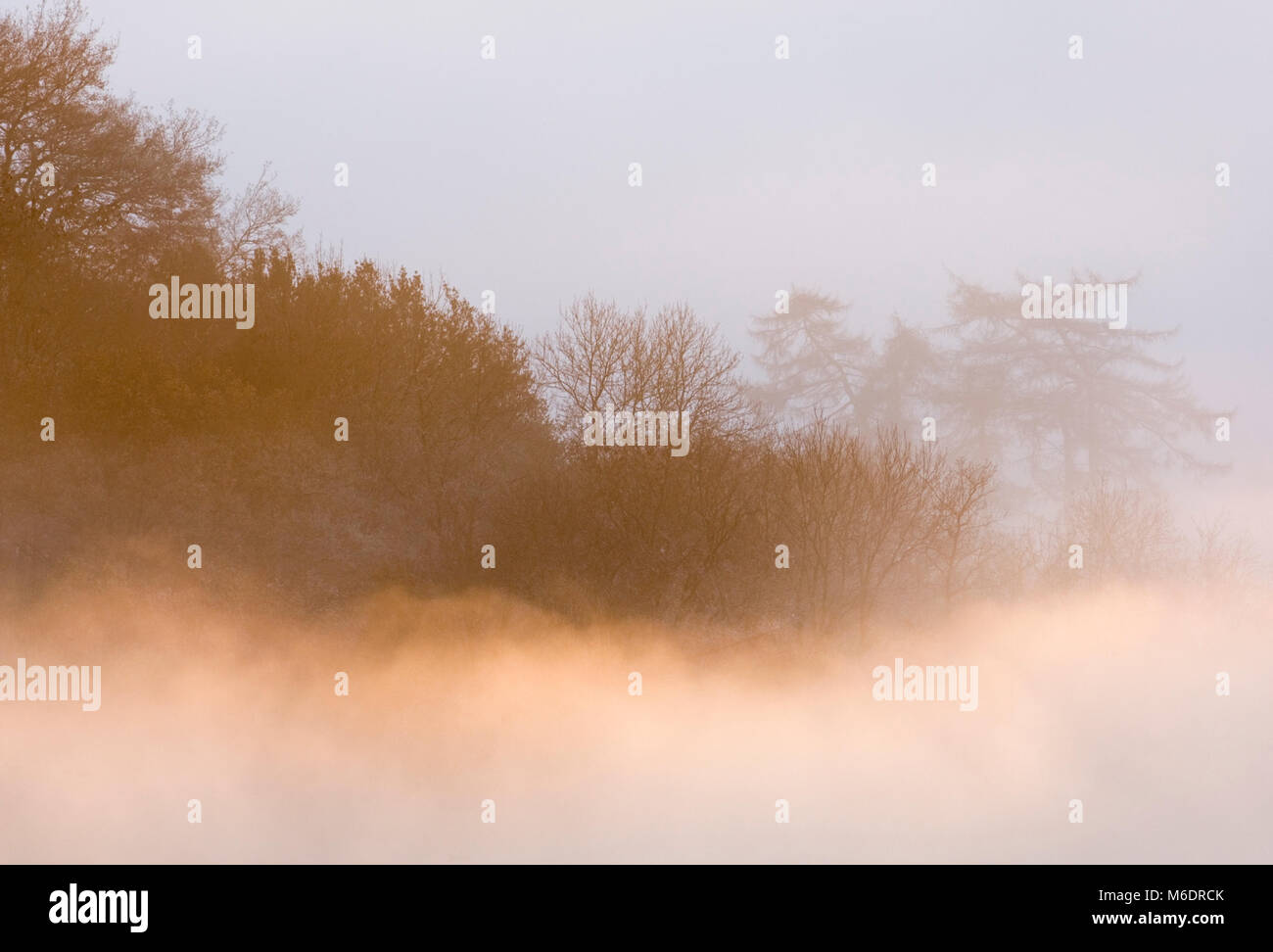 Low cloud rolls through a wooded hillside during a temperature inversion. Clent, West Midlands, UK December Stock Photo