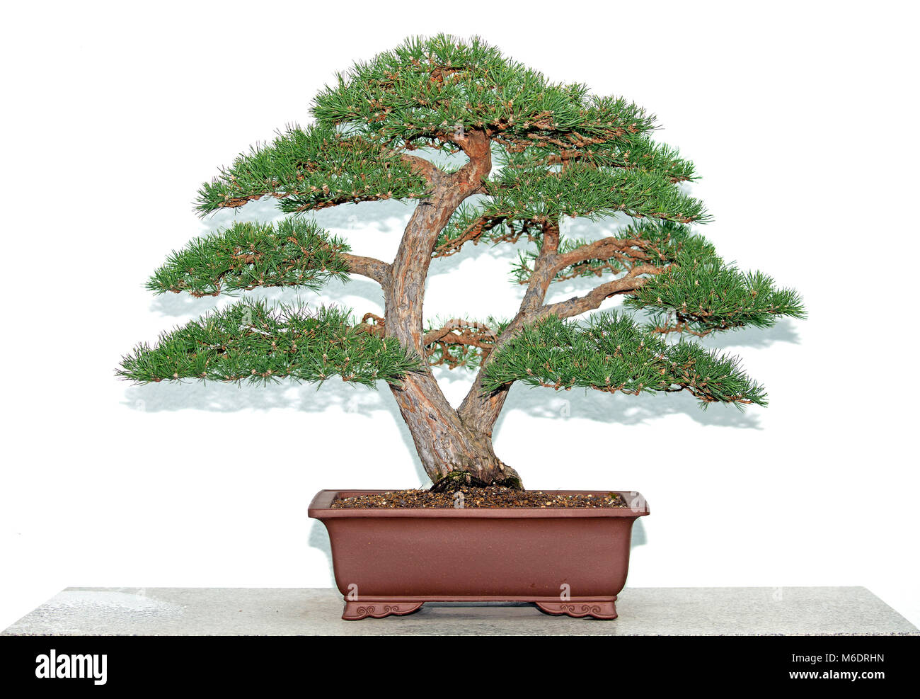 Pine tree bonsai over white wall Stock Photo