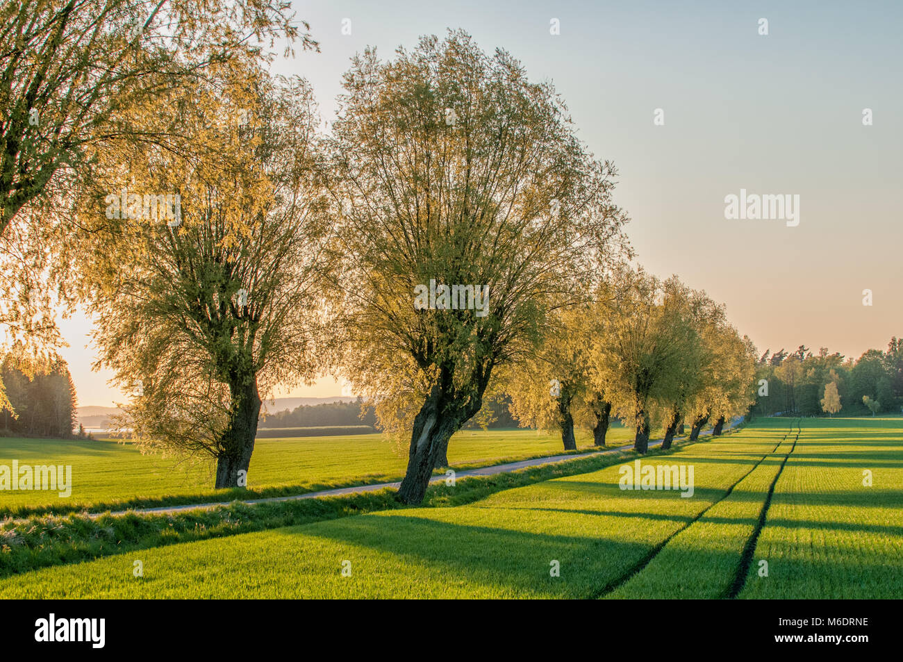 Tree lined avenue in the countryside of Vikbolandet during a spring evening in Sweden. Stock Photo