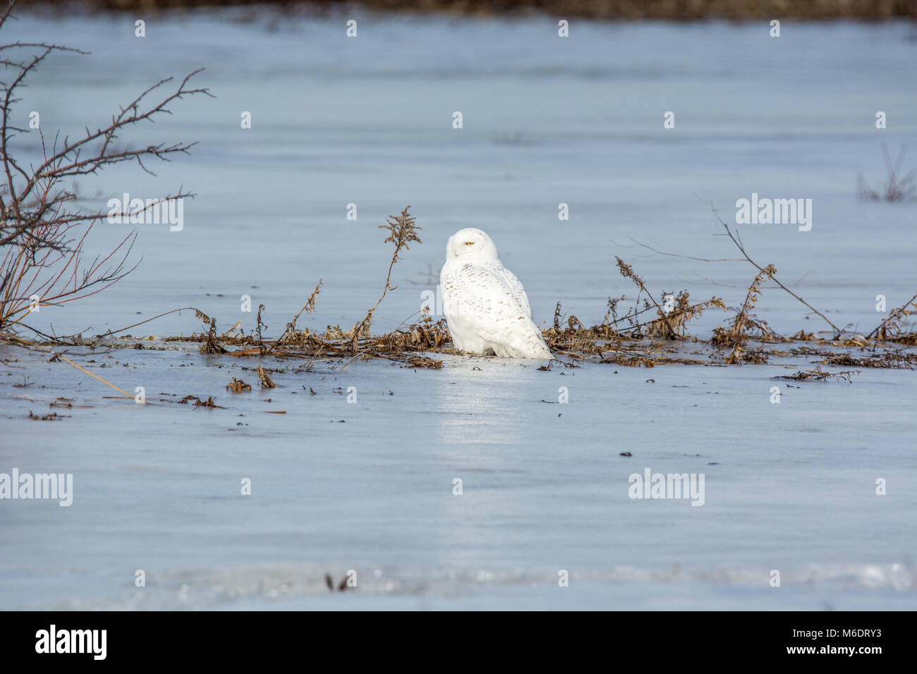 Snowy Owl Sitting On A Fence Post Stock Photo