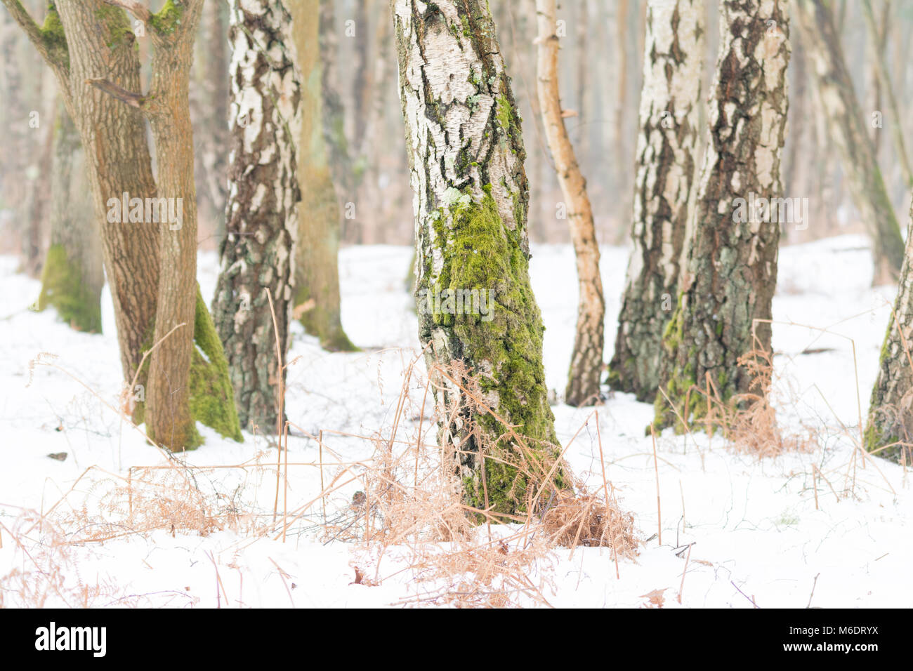 Winter woodland scene with silver birch trees and snow Stock Photo