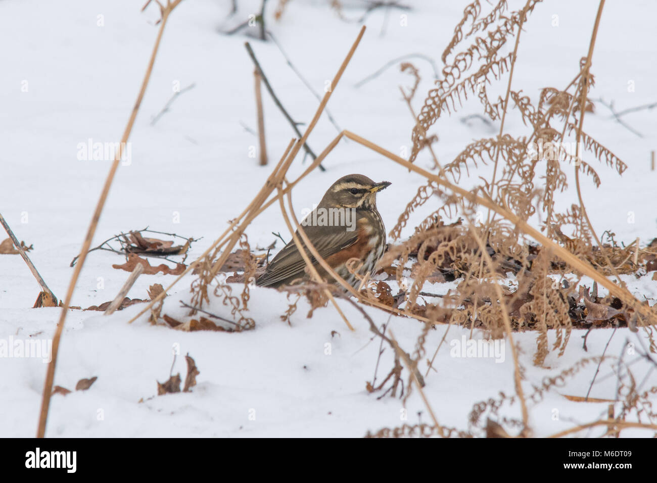 Redwing (Turdus iliacus) looking for food in the snow on the woodland floor Stock Photo