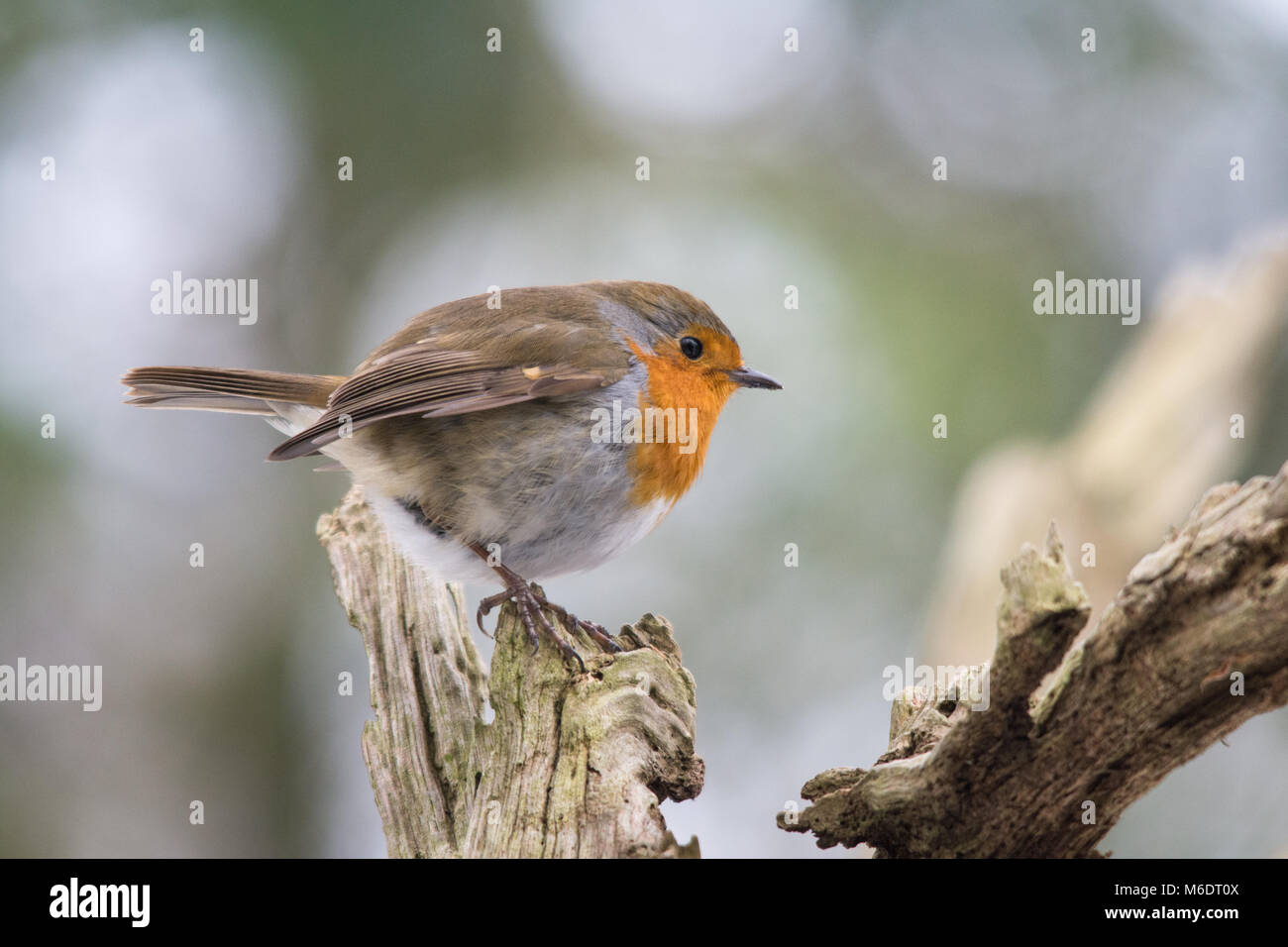Robin (European robin, Erithacus rubecula) perched in a tree Stock Photo