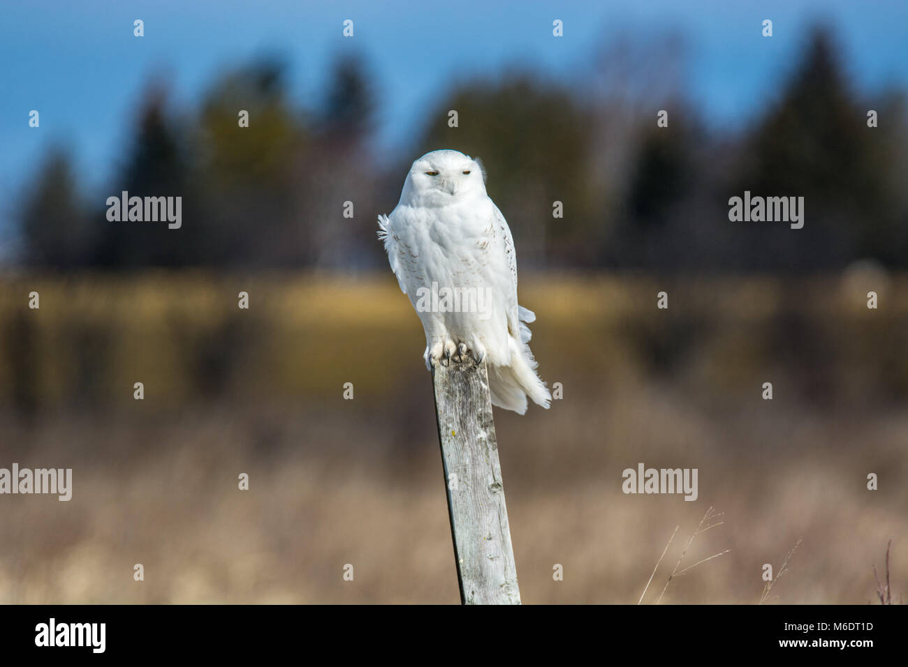 Snowy Owl Sitting On A Fence Post Stock Photo