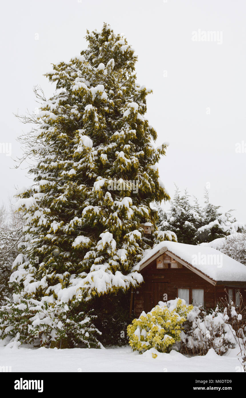 Tranquil snowy scene of a wooden hut covered in snow, nestled against a tall conifer tree Stock Photo