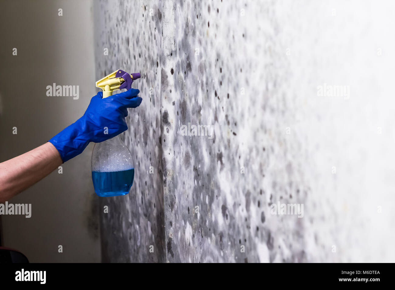 Removing Mold On The Wall In Room Stock Photo 176096210 Alamy