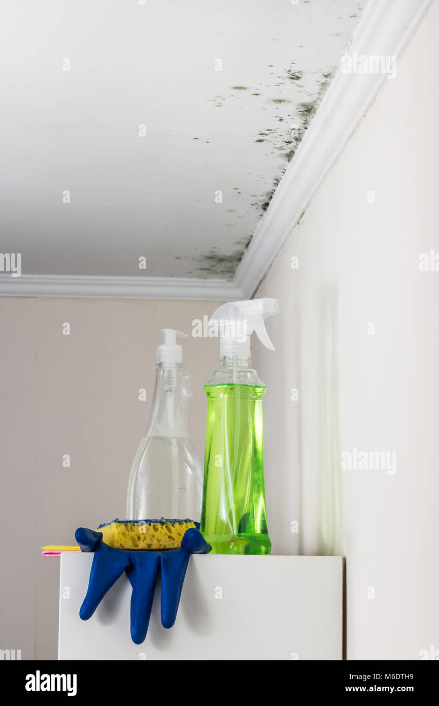 Ceiling and walls of a living accommodation contaminated by mold, cleaning tools for its removal stand on bookshelf Stock Photo