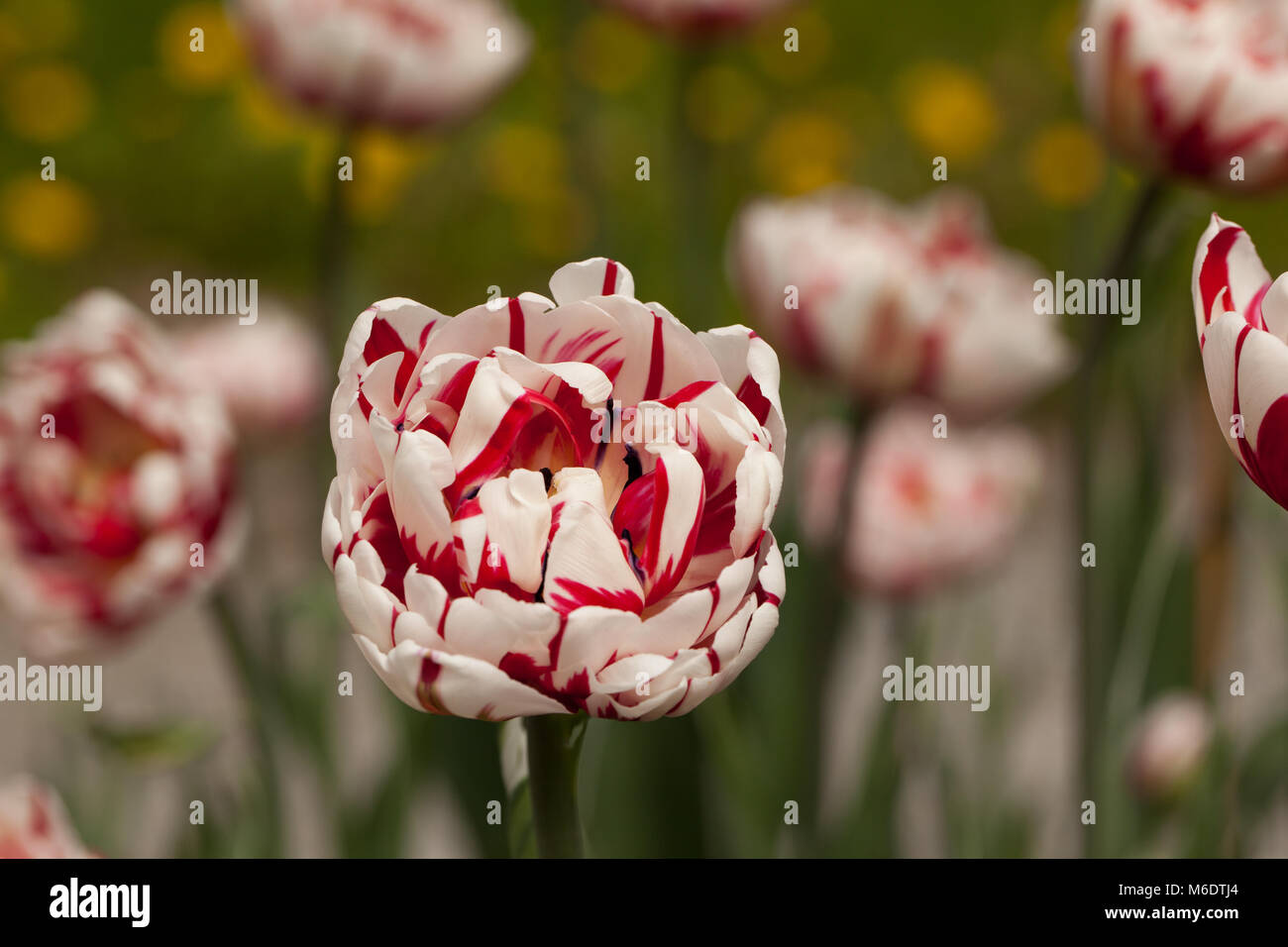 'Carnaval de Nice' Double Late Tulip, Sen fylldblommig tulpan (Tulipa gesneriana) Stock Photo
