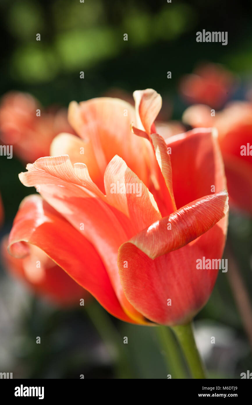 'Calypso' Greigii Tulip, Strimtulpan (Tulipa greigii) Stock Photo