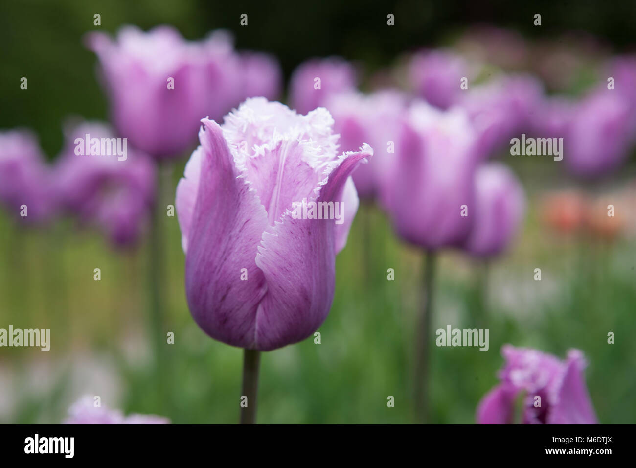 Tulipa Blue Heron Tulip High Resolution Stock Photography And Images Alamy