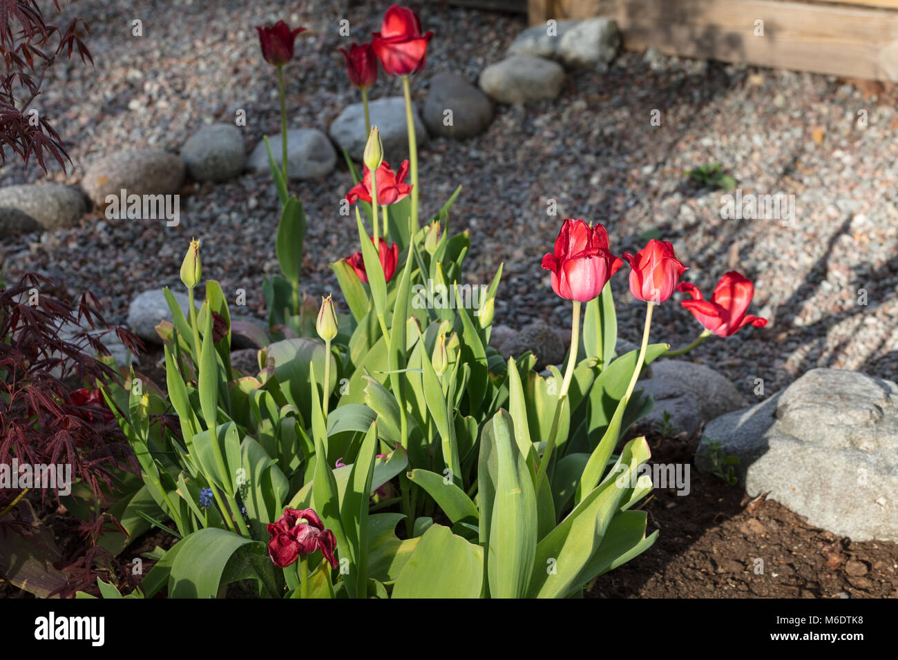 'Apeldoorn' Darwin Hybrid Tulip, Darwinhybridtulpan (Tulipa hybrid) Stock Photo