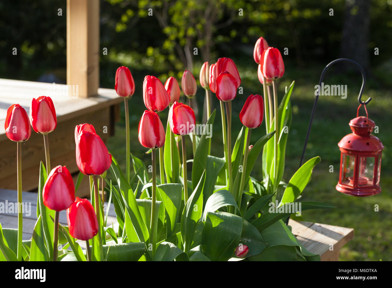 'Apeldoorn' Darwin Hybrid Tulip, Darwinhybridtulpan (Tulipa hybrid) Stock Photo