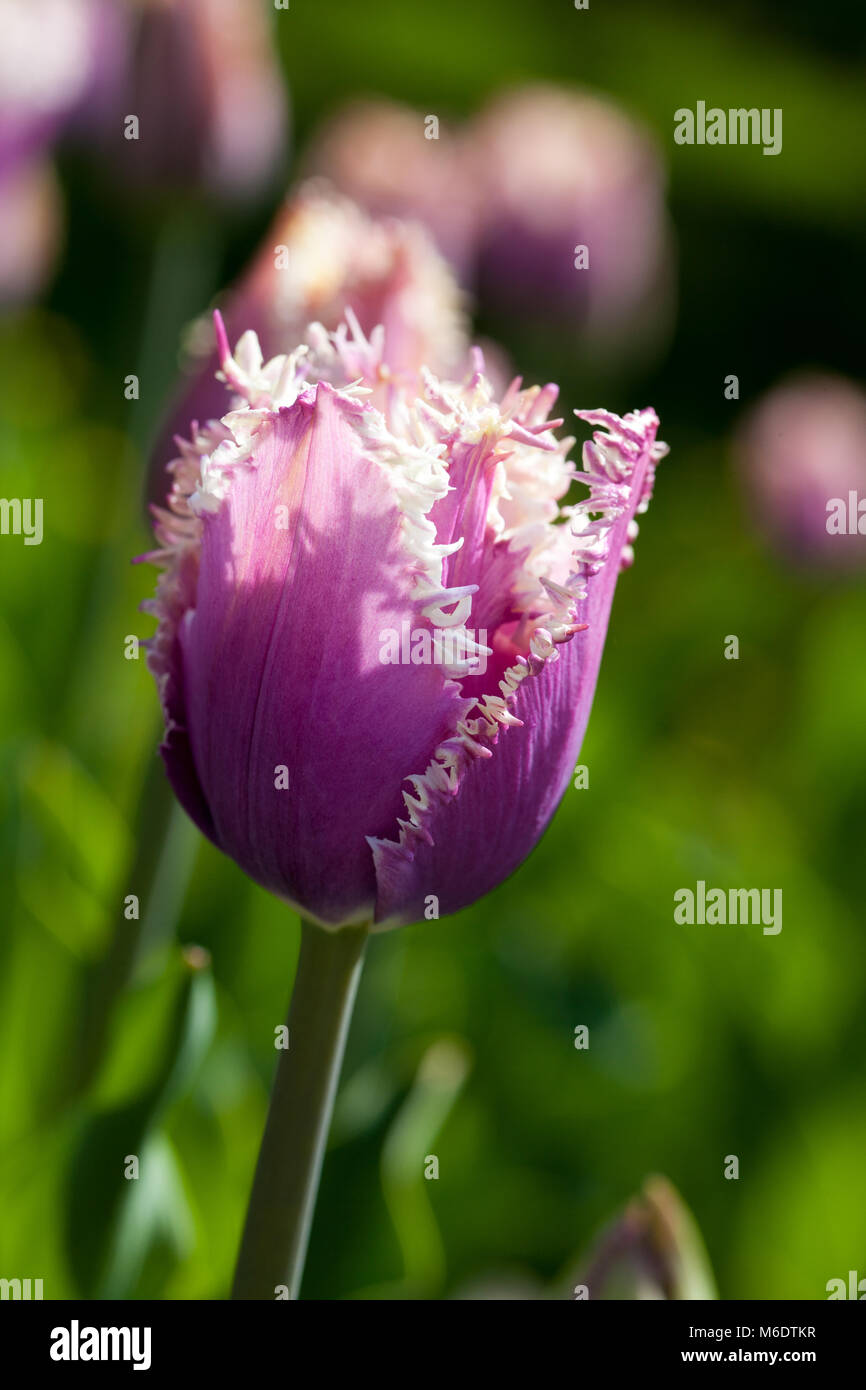 ‘Cummins’ Fringed Tulip, Franstulpan (Tulipa gesneriana Stock Photo - Alamy