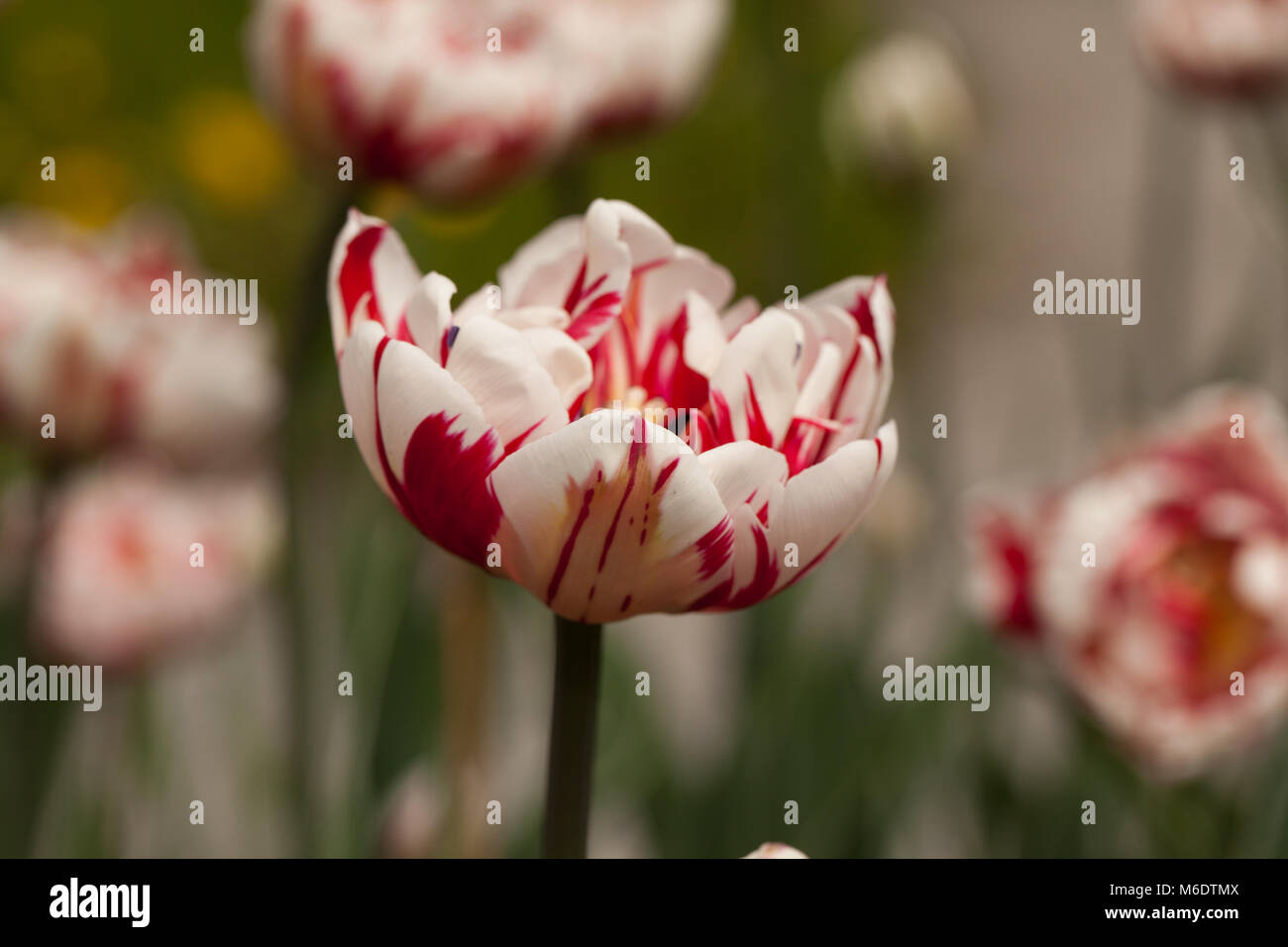 'Carnaval de Nice' Double Late Tulip, Sen fylldblommig tulpan (Tulipa gesneriana) Stock Photo
