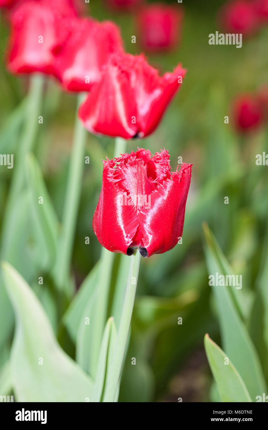 'Burgundy Lace' Fringed Tulip, Franstulpan (Tulipa gesneriana) Stock Photo
