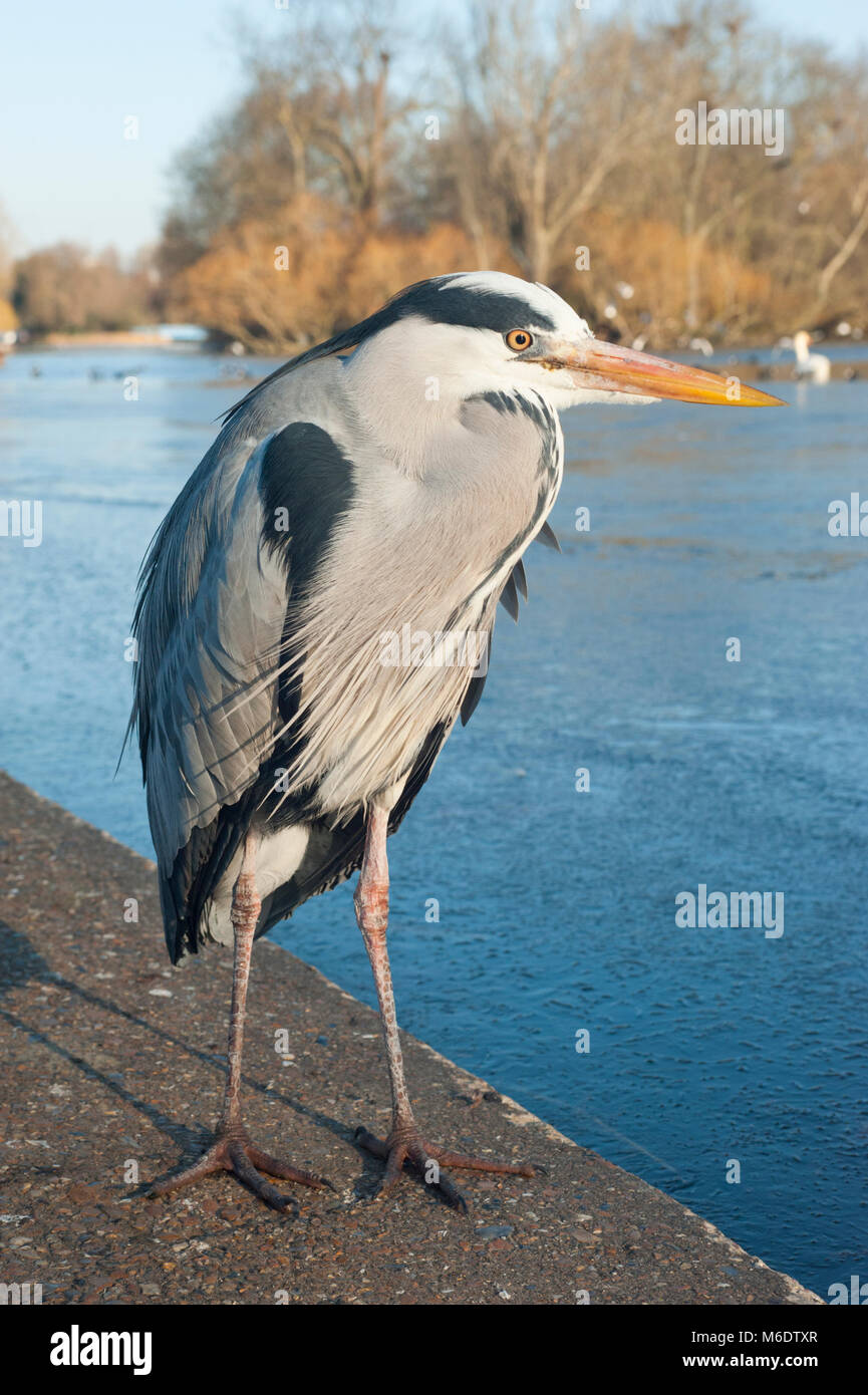 Grey Heron, (Ardea cinerea), Regents Park, London, United Kingdom Stock Photo