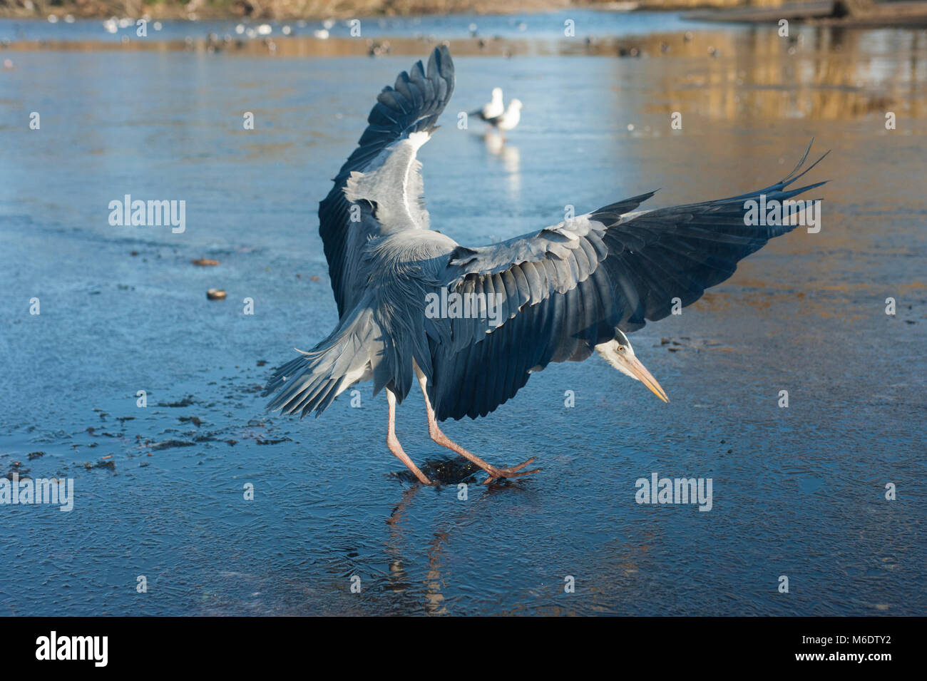 Grey Heron,(Ardea cinerea), in flight landing on a frozen lake, Regents Park, London, United Kingdom Stock Photo