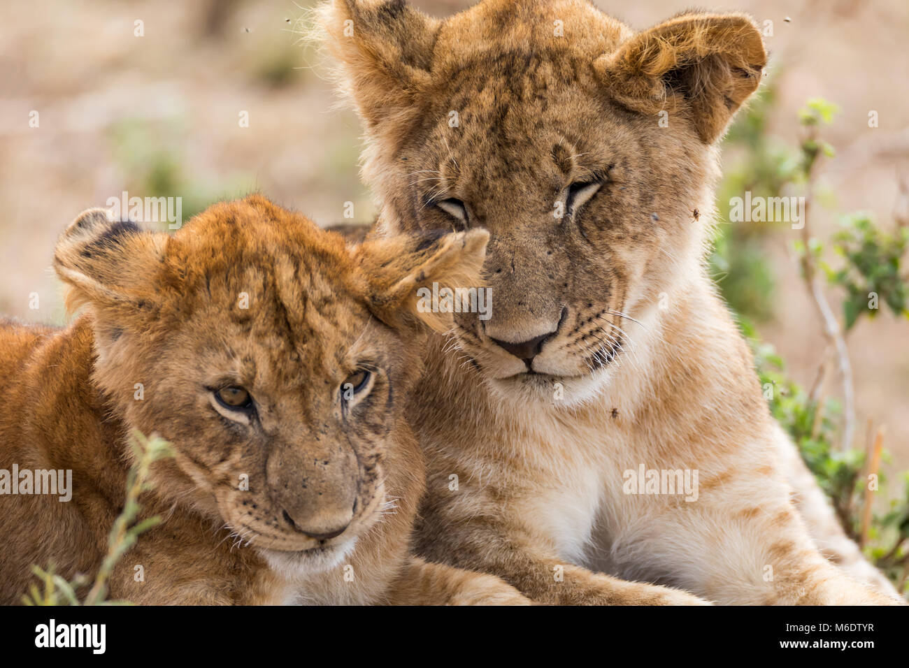 Young lion sibiling cute cubs, brother sister love, stupid and ...
