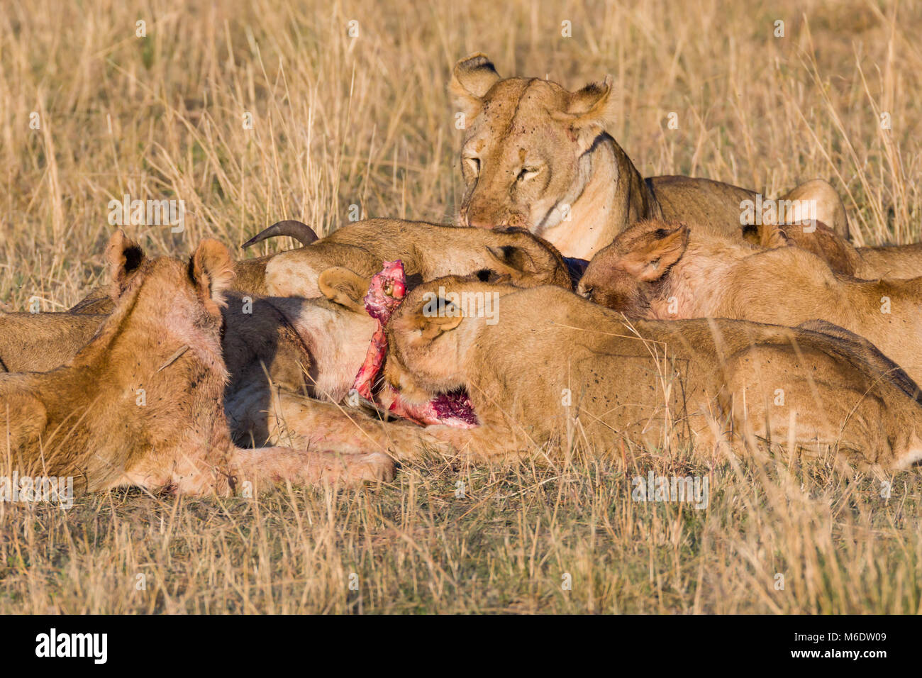 Flesh eating animals hires stock photography and images Alamy