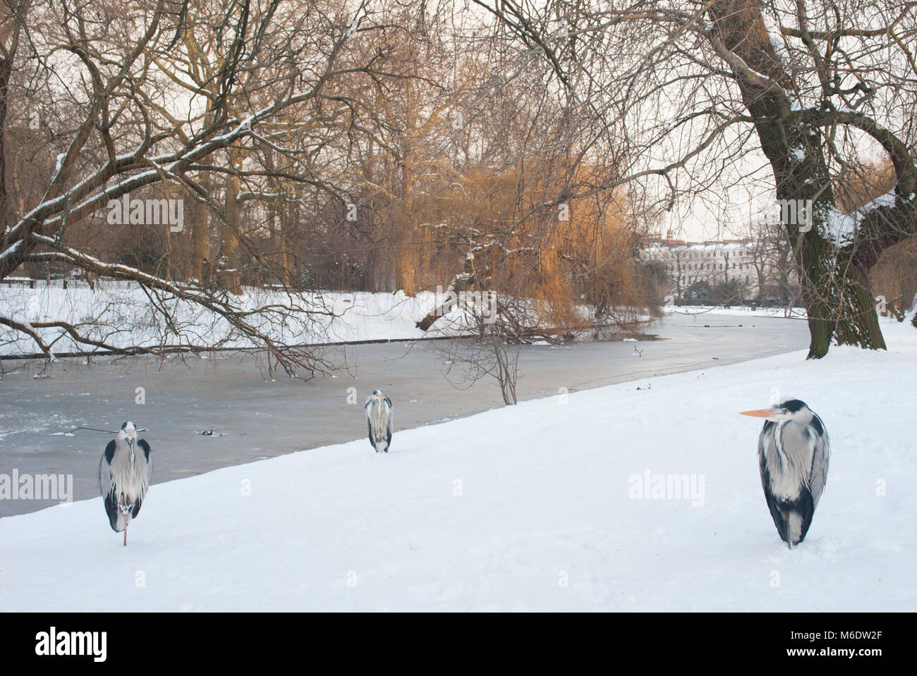 Grey Heron,(Ardea cinerea), winter snow in Regents Park, London, United Kingdom Stock Photo