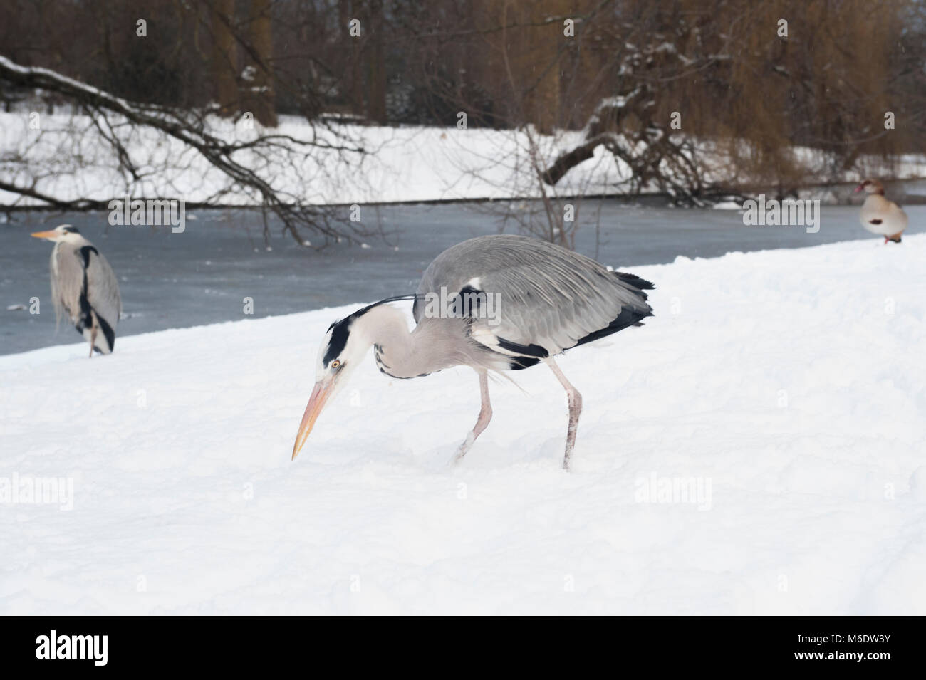 Grey Heron,(Ardea cinerea), winter snow in Regents Park, London, United Kingdom Stock Photo