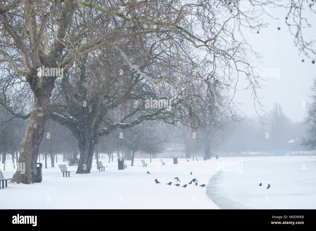 Regent's Park with Carrion Crow, (Corvus corone), on ground beside frozen lake  during snowfall, London, United Kingdom. Stock Photo