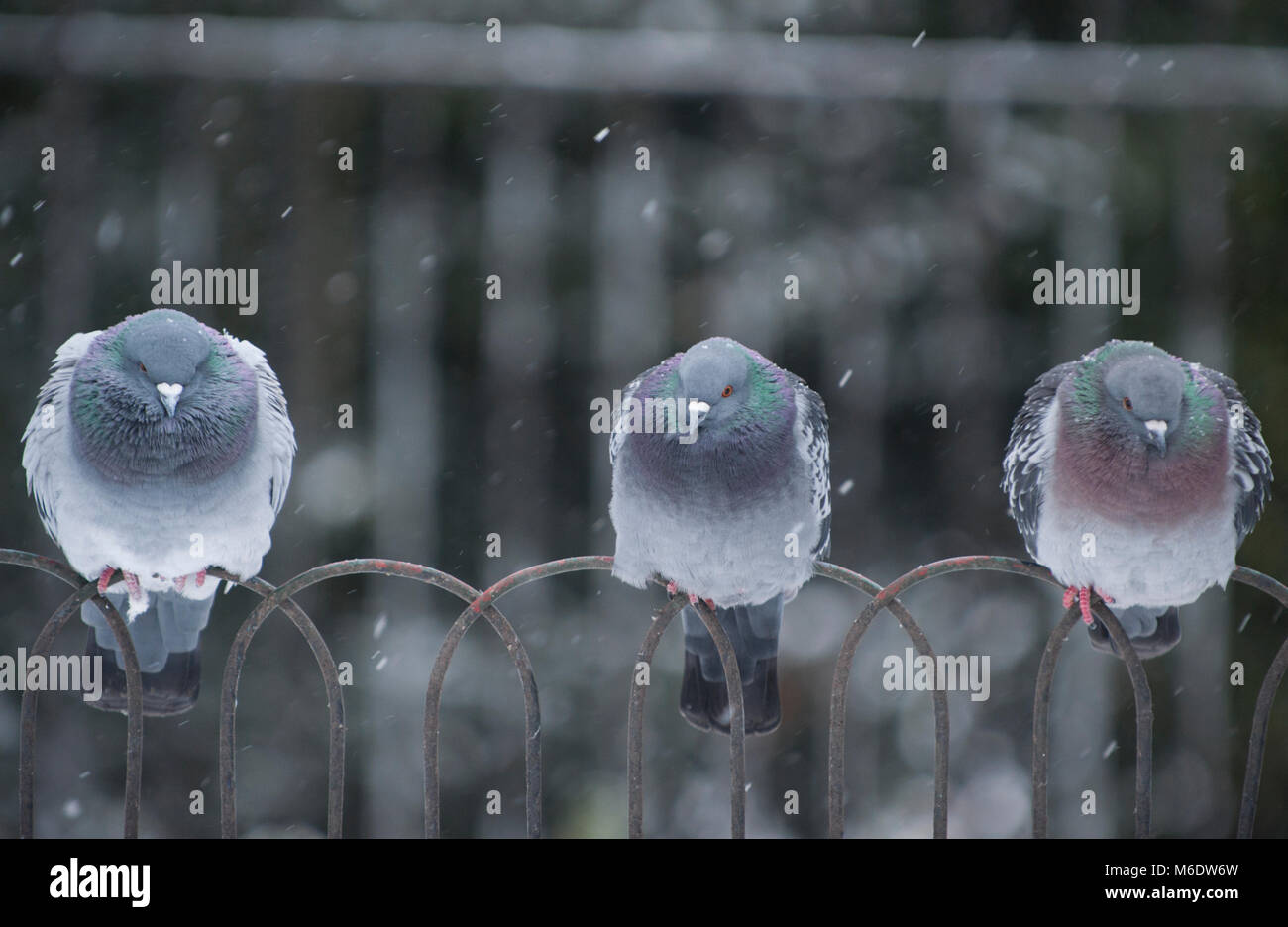 Feral Pigeons, (Columba livia domestica), perched on railings in winter snow, Regents Park, London, United Kingdom Stock Photo