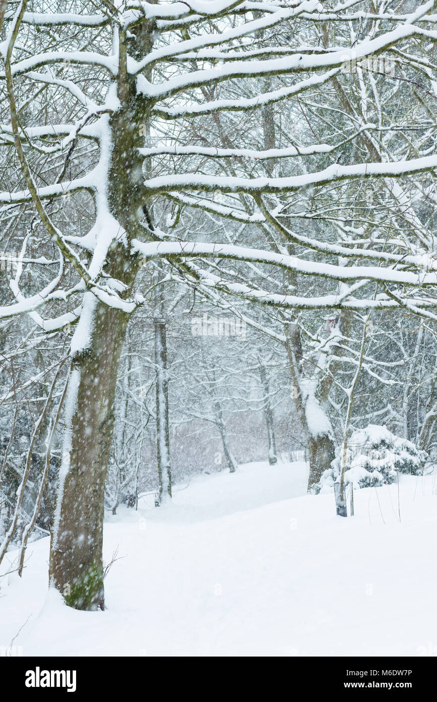 A tree covered in snow during winter in the UK Stock Photo