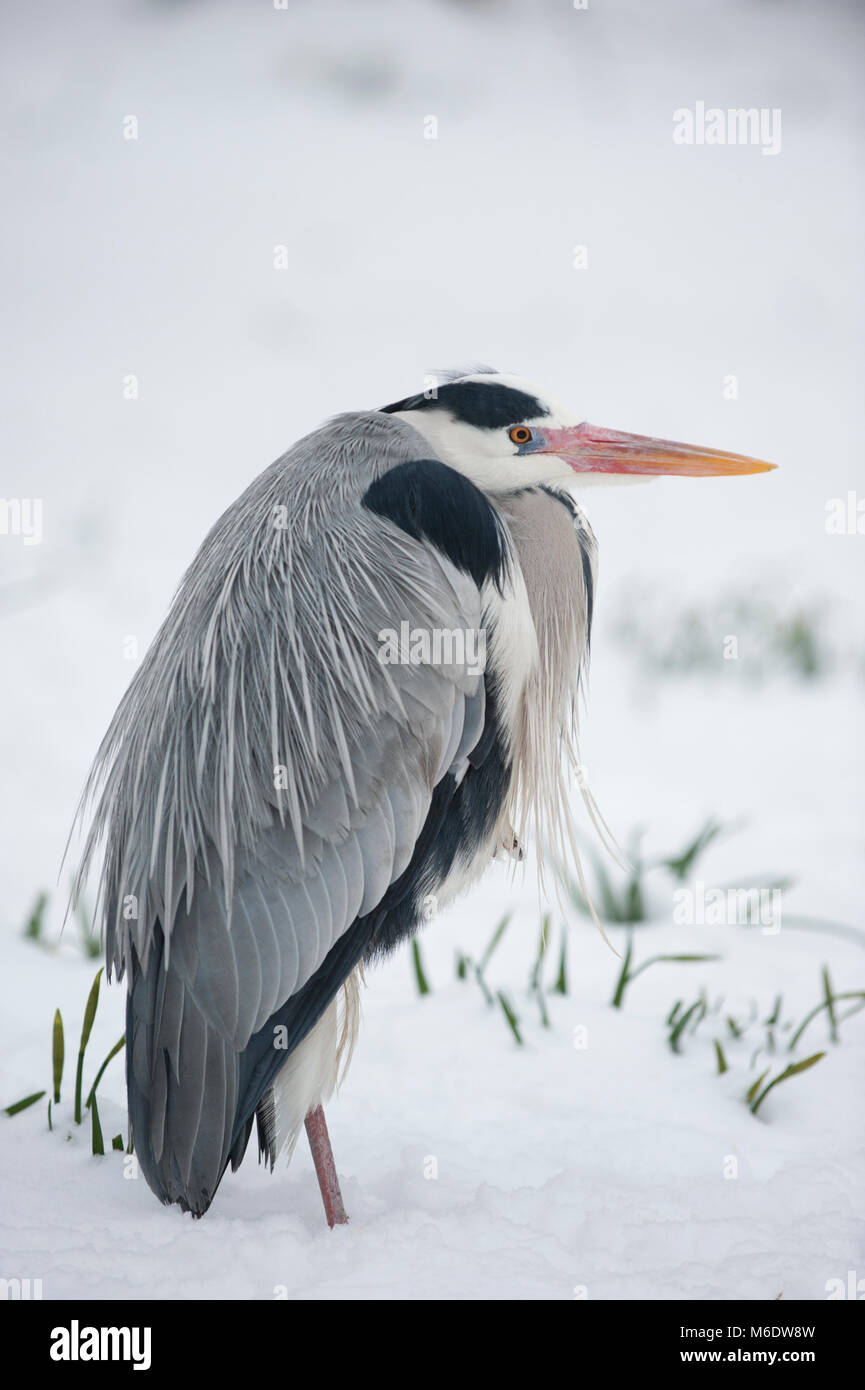 Grey Heron,(Ardea cinerea), standing in winter snow, Regents Park, London, United Kingdom Stock Photo