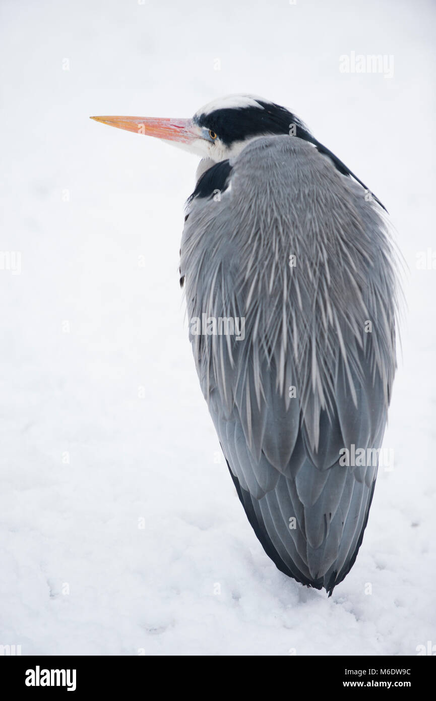 Grey Heron,(Ardea cinerea), standing in winter snow, Regents Park, London, United Kingdom Stock Photo