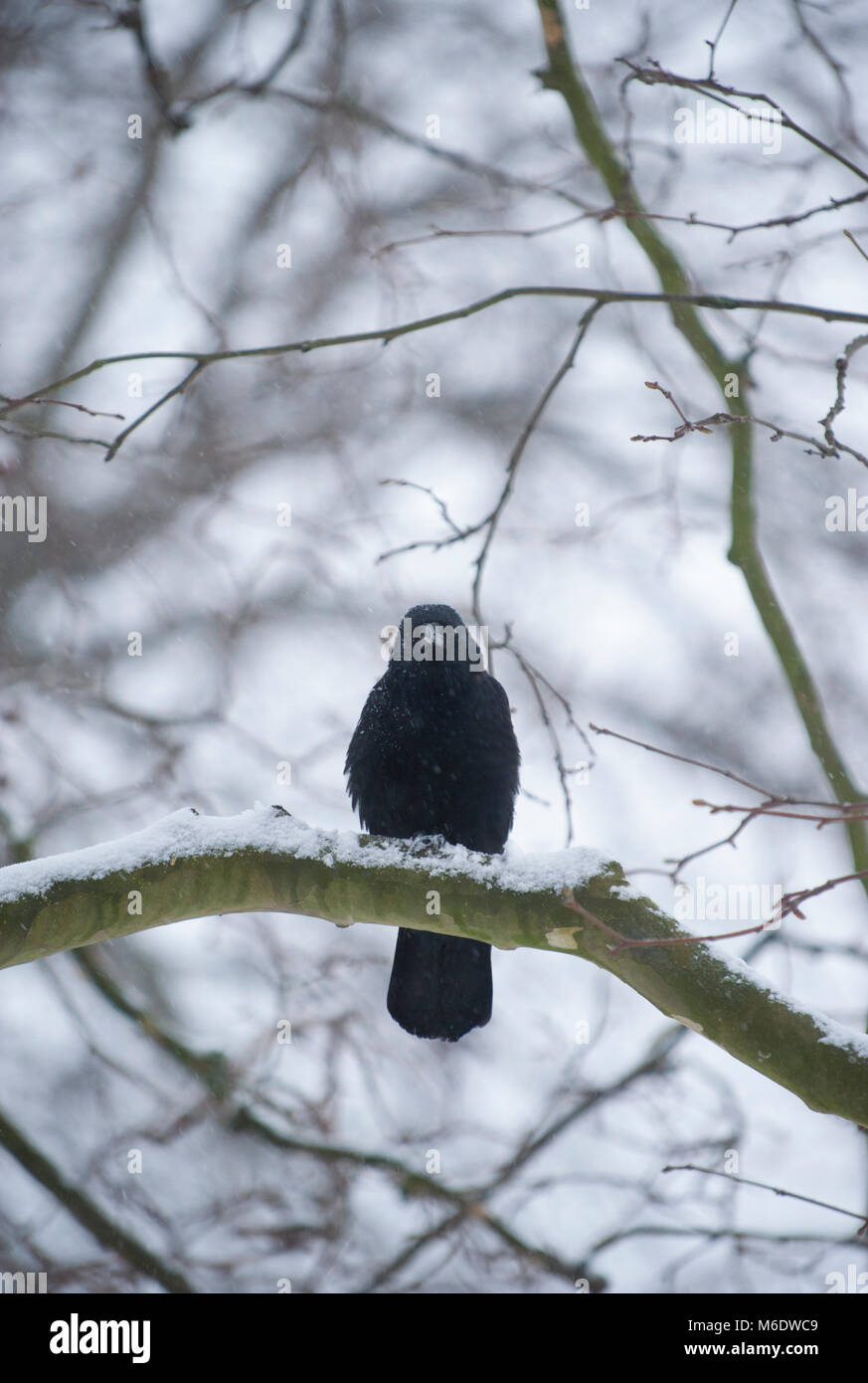 Carrion Crow, (Corvus corone), perched in winter, Regents Park, London, United Kingdom Stock Photo