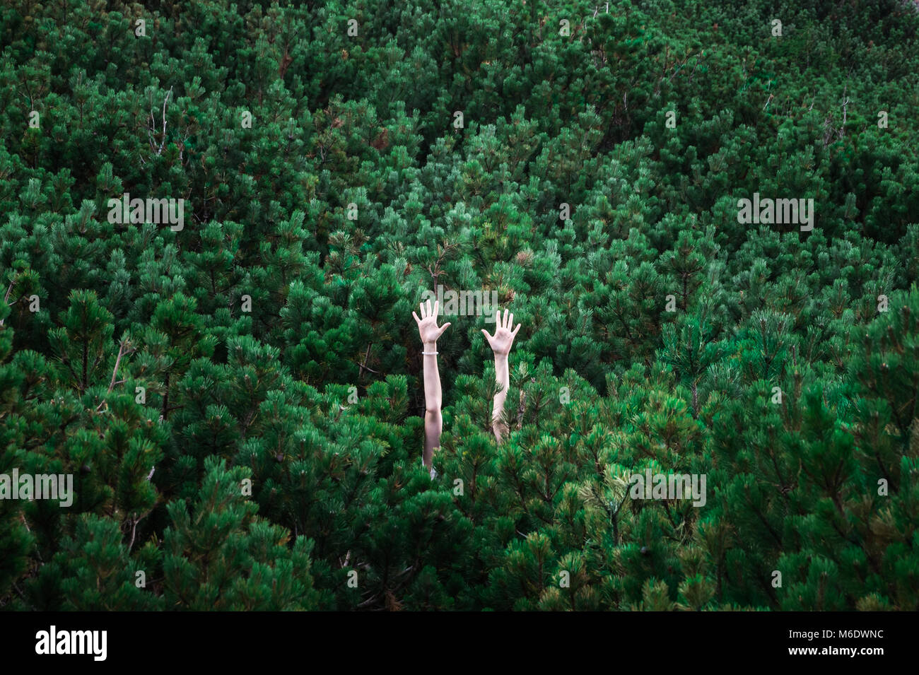 abstract image of persons hands risen up visible among green rich fur trees that make up complete background Stock Photo