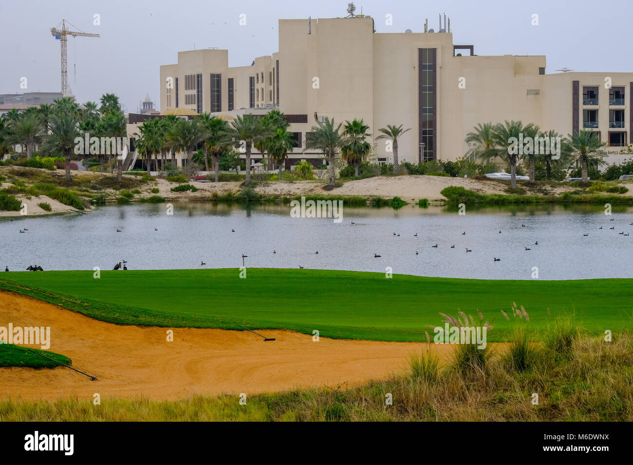 Bunker of Saadiyat Beach Golf Course, Lake full of Mallard duck and