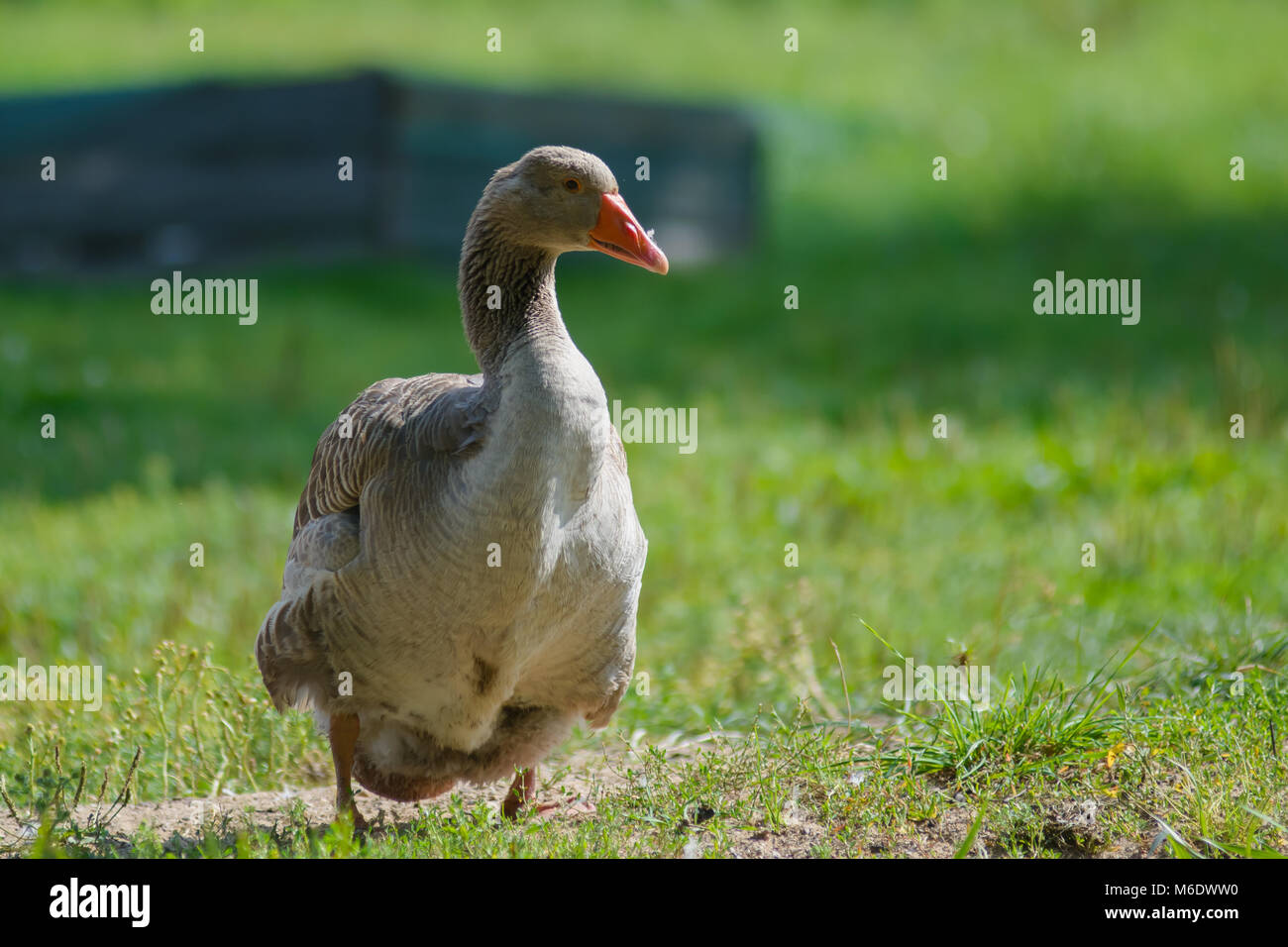 Grey goose on grass Stock Photo - Alamy