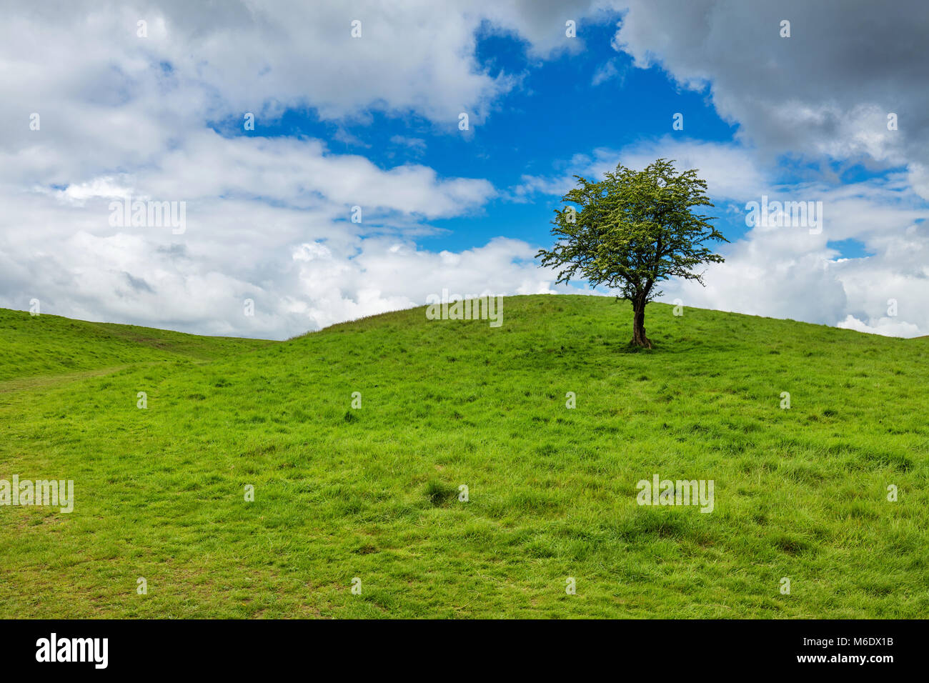 Single tree on top of a hill hi-res stock photography and images - Alamy