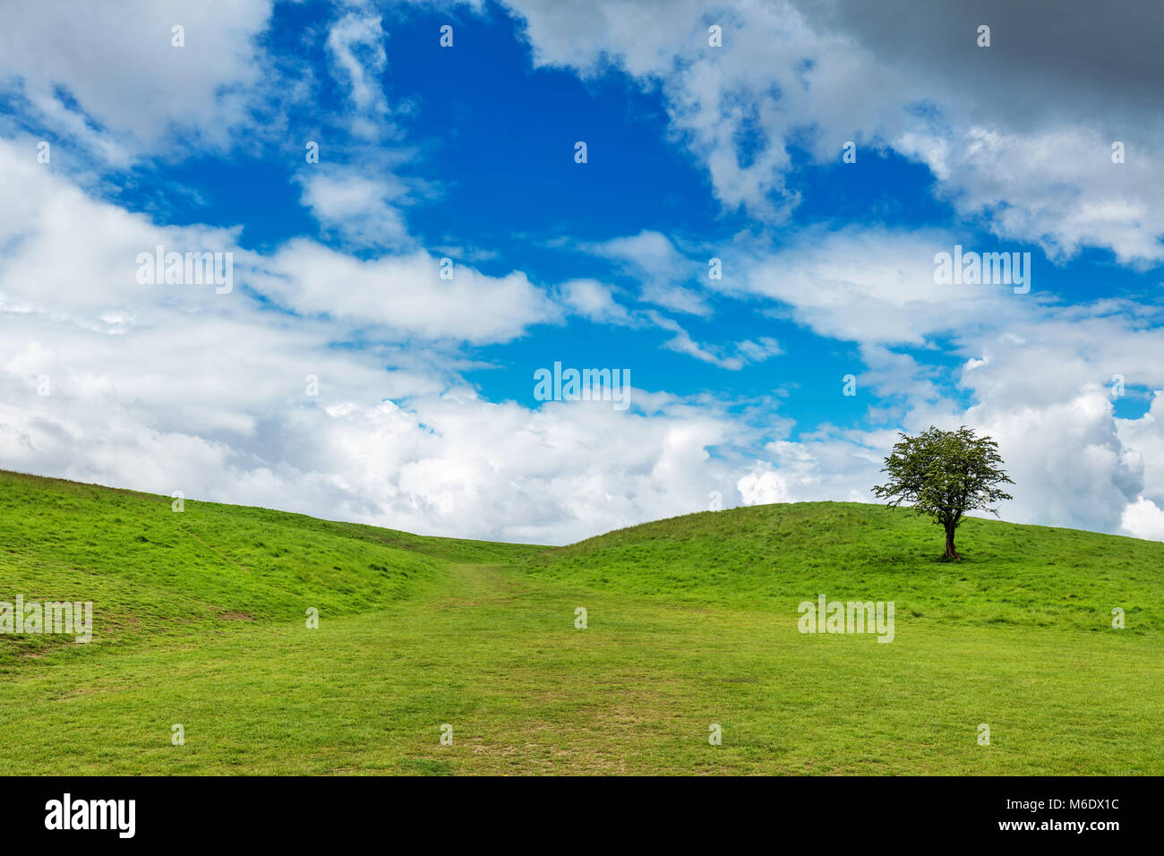 Single tree on top of a hill hi-res stock photography and images - Alamy
