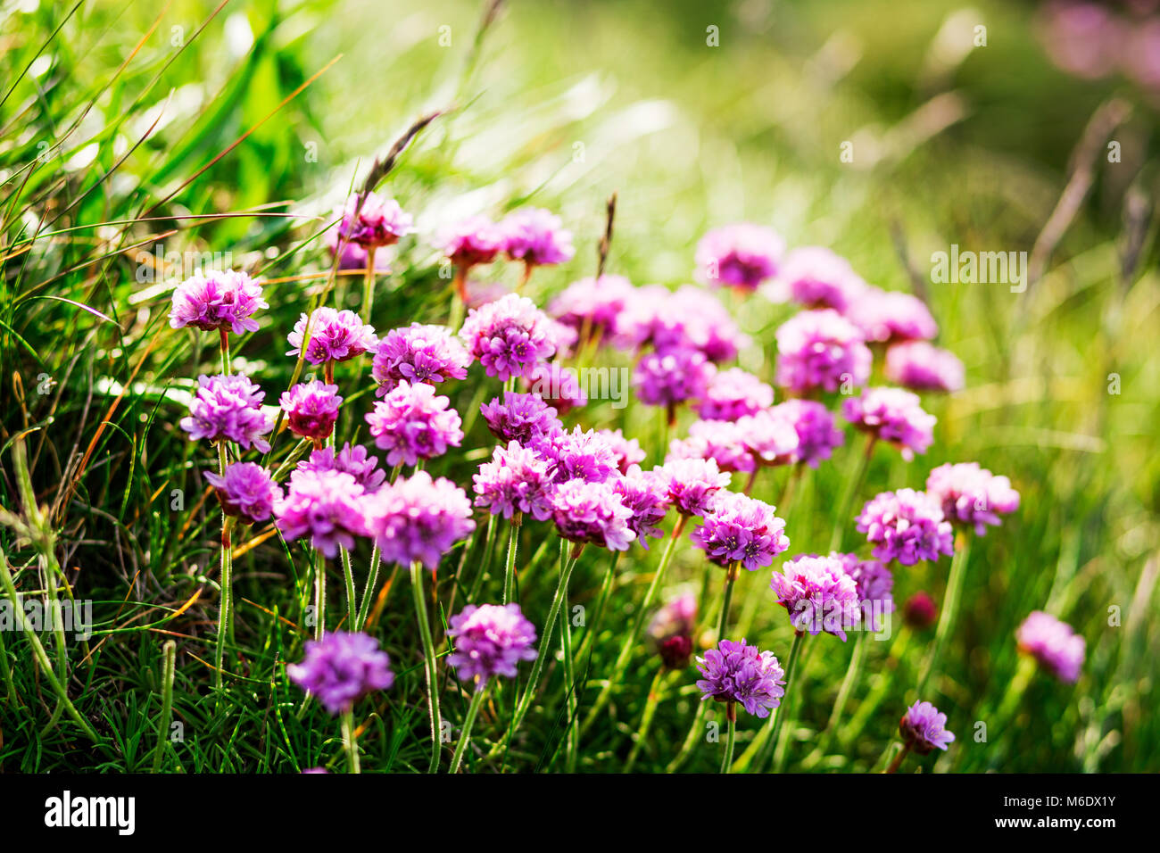 A close-up picture of a purple flowers Stock Photo - Alamy